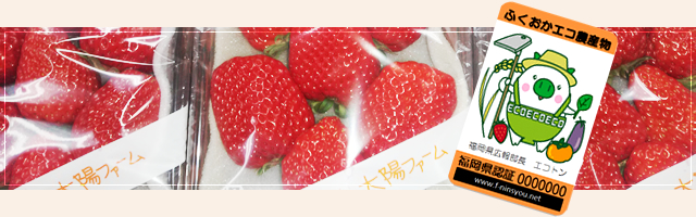 福岡のいちご農家「太陽ファーム」です