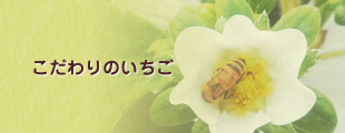 こだわりのいちご